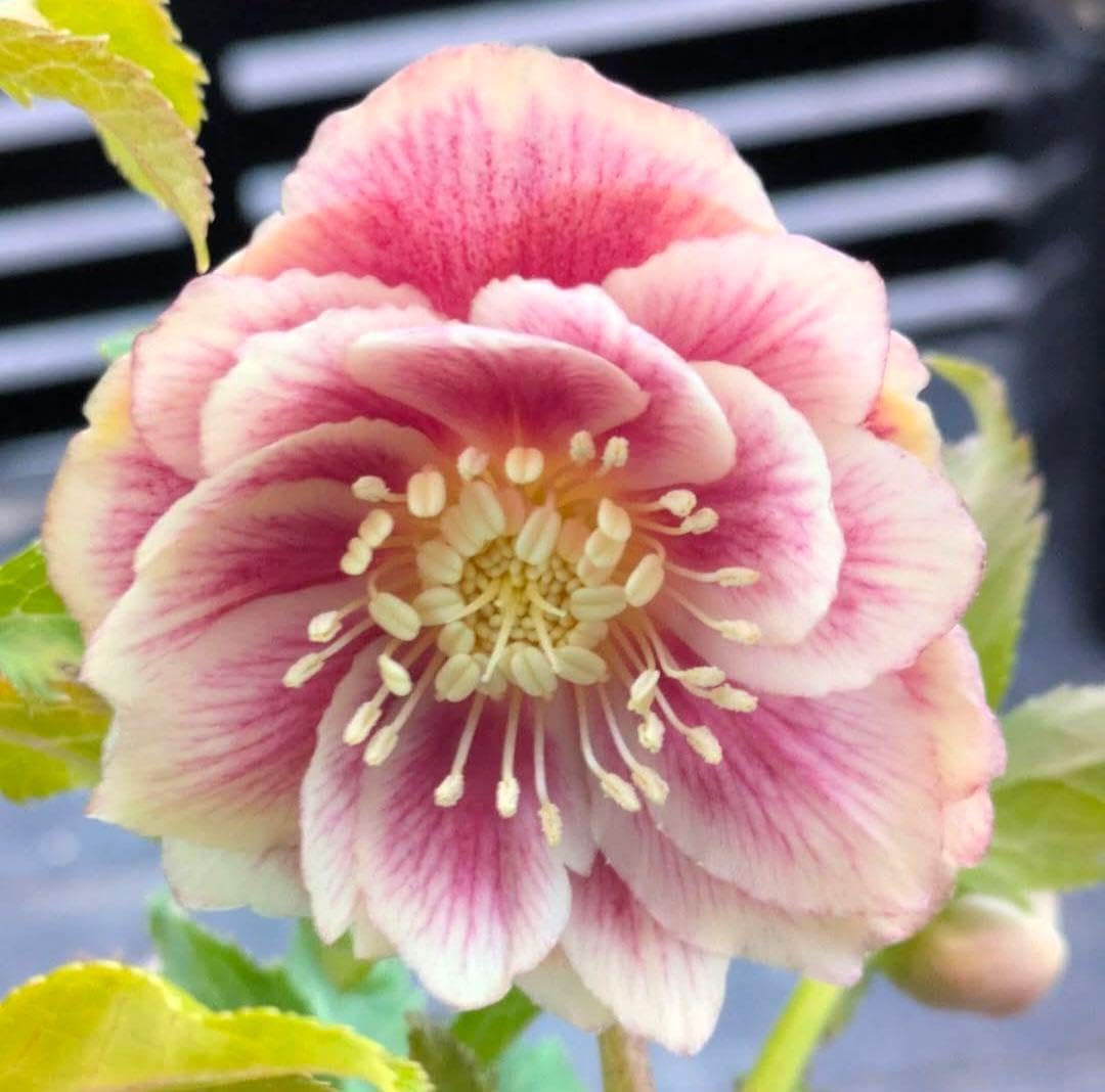 広瀬園芸クリスマスローズ株分け ソレイユdd